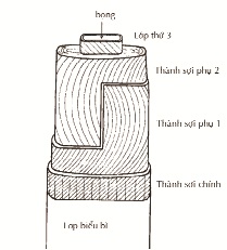 cau-truc-1-soi-cotton