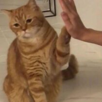 Ảnh hồ sơ của Ninja Làng Lá